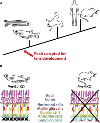 Genetic analysis of medaka fish illuminates conserved and divergent roles of Pax6 in vertebrate eye development